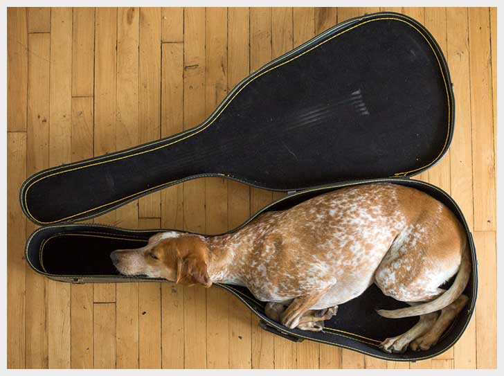 dog-guitar-case-cute.jpg